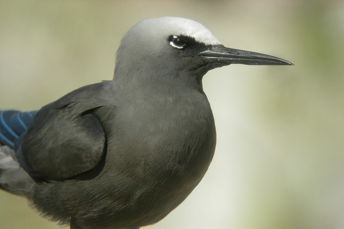Black Noddy - Cory Gregory