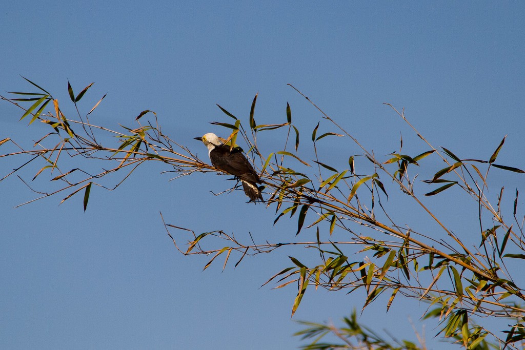 White Woodpecker - ML271219421