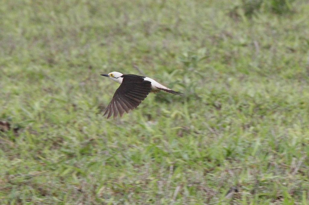 White Woodpecker - ML271219451