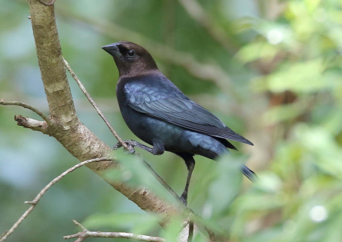 Brown-headed Cowbird - Doug Beach