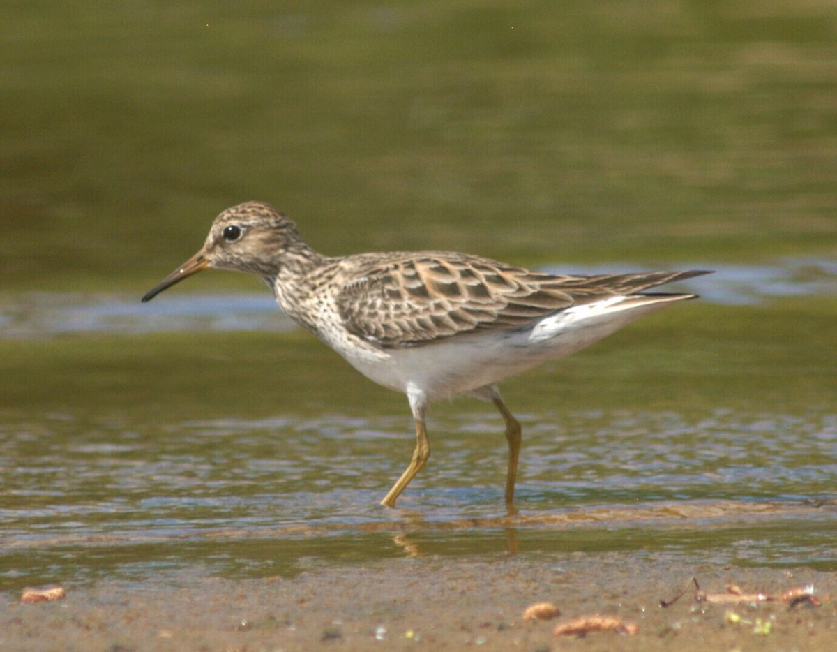 Pectoral Sandpiper - Mike Weber