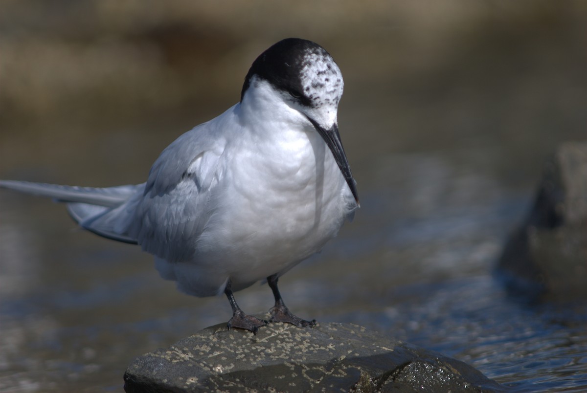 White-fronted Tern - ML27122081