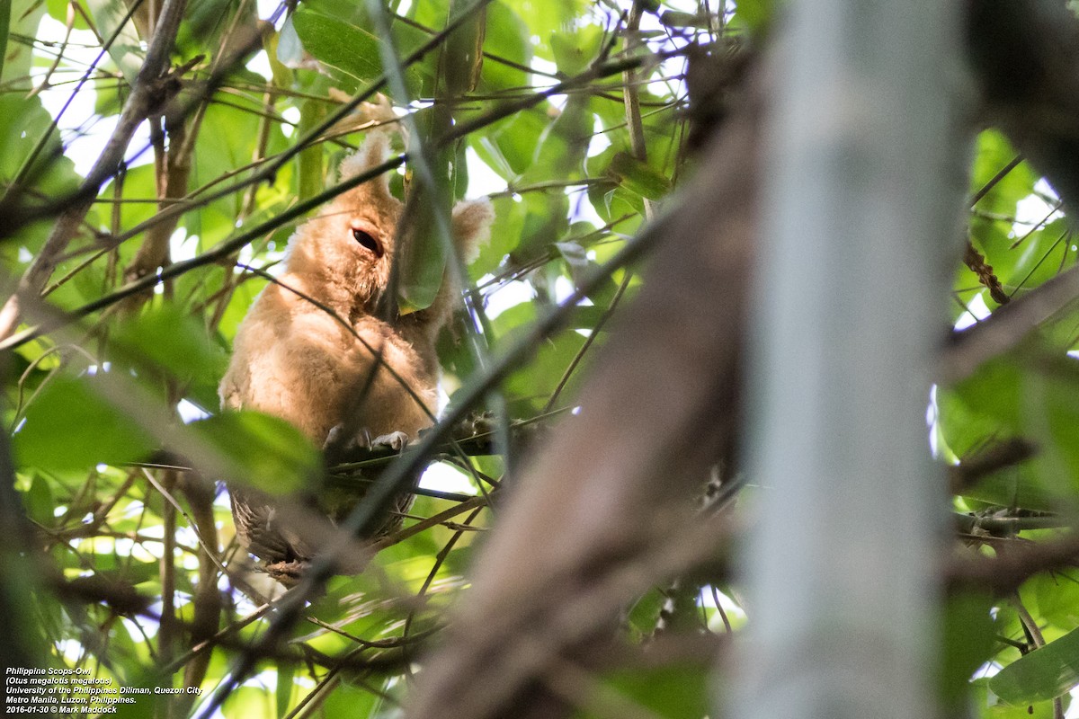 Philippine Scops-Owl - ML271220971