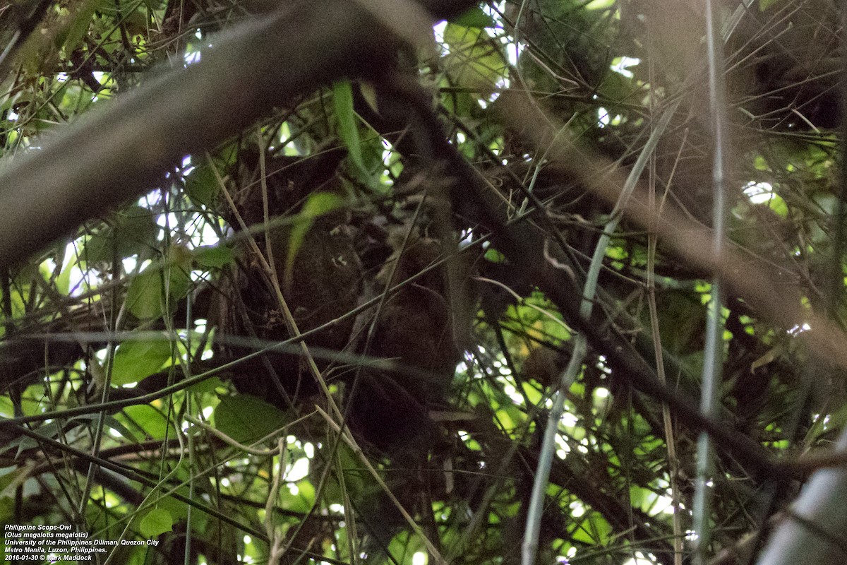 Philippine Scops-Owl - ML271220991