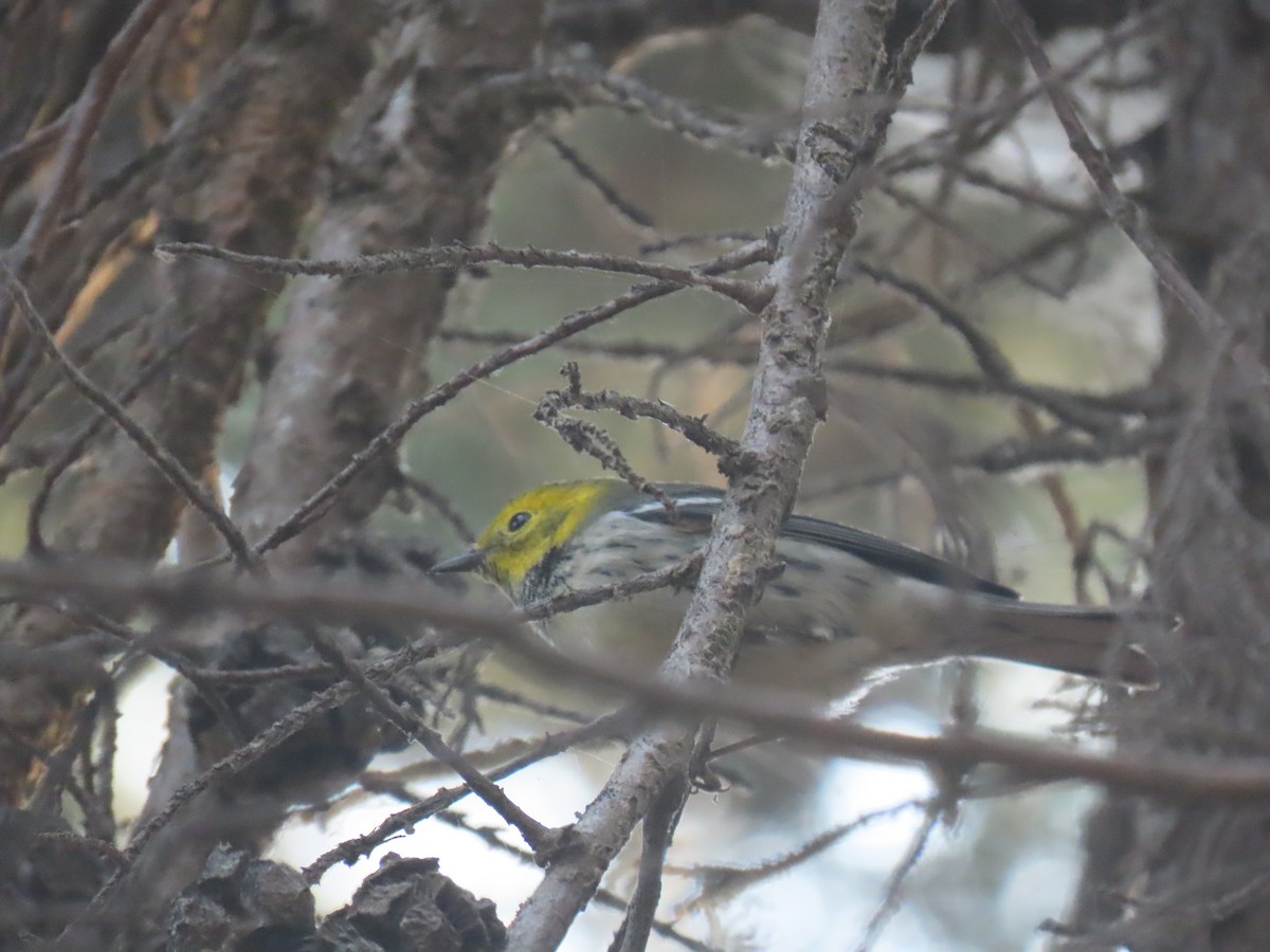 Townsend's x Hermit Warbler (hybrid) - ML271222201