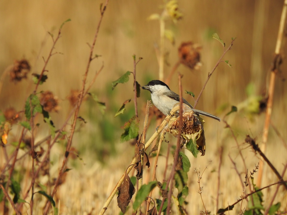 Marsh Tit - ML271224151