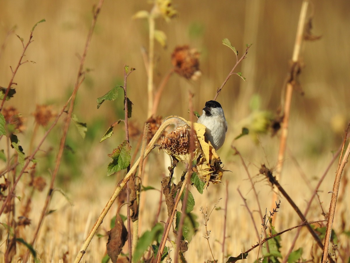 Marsh Tit - ML271224181