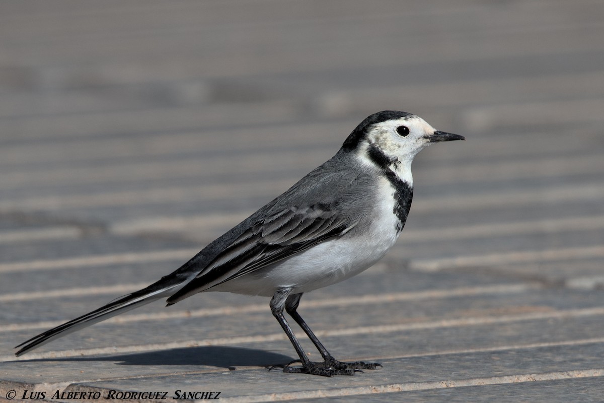 White Wagtail - Luis Alberto rodriguez sanchez