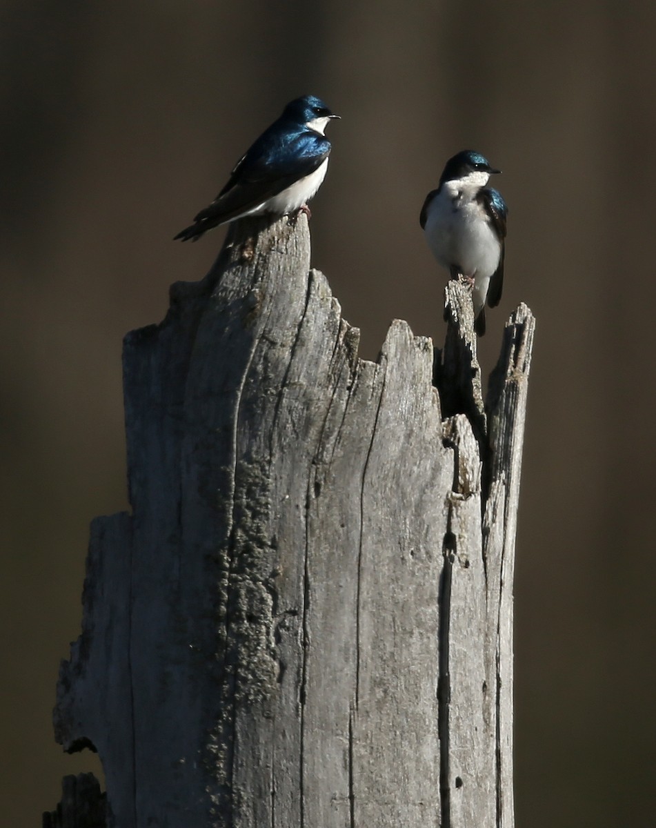 Tree Swallow - Teri Franzen