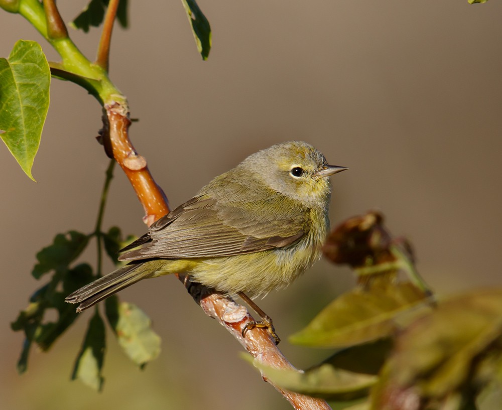 Orange-crowned Warbler (orestera) - Gary Woods