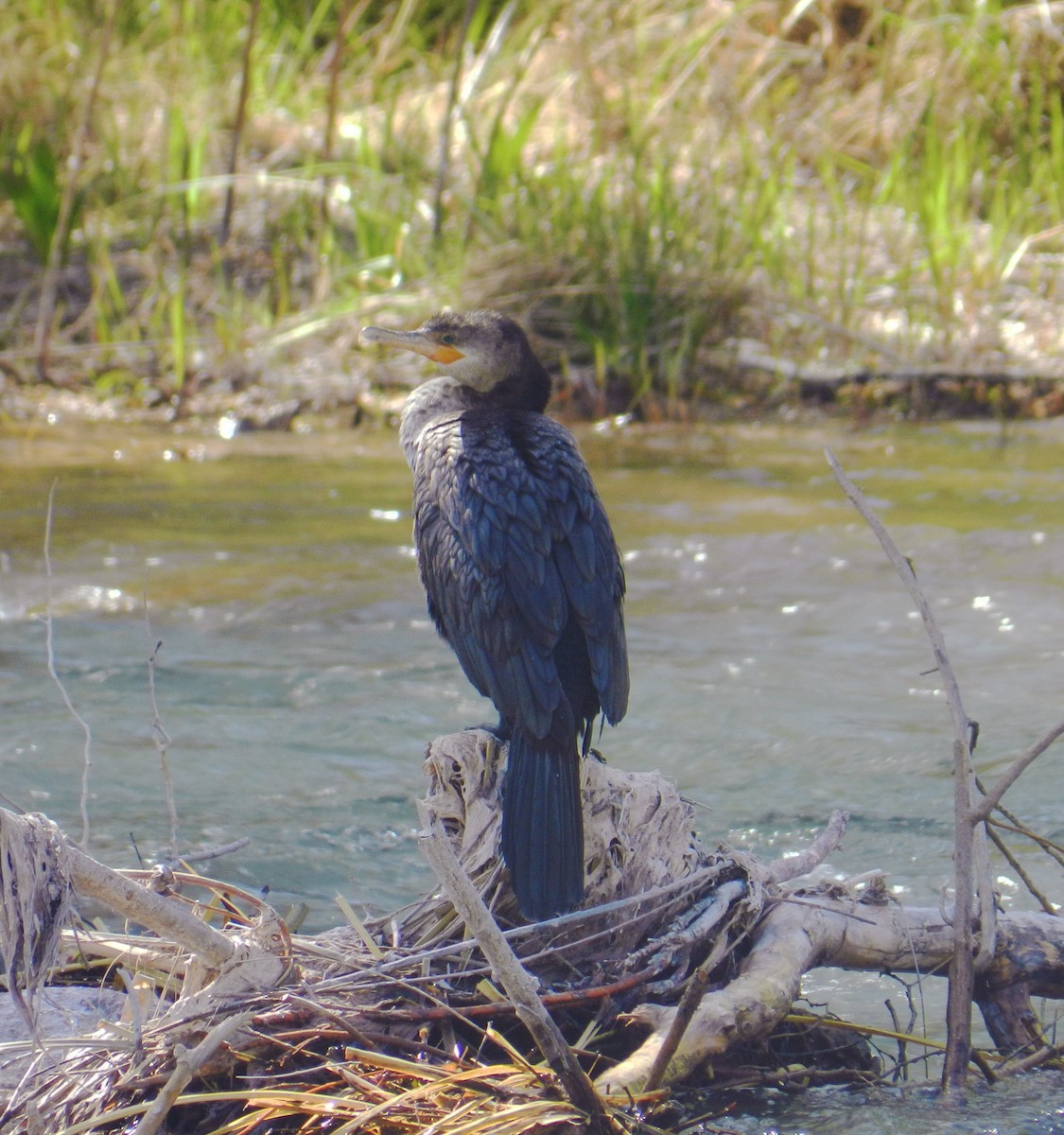 Neotropic Cormorant - Matias Gonzalez