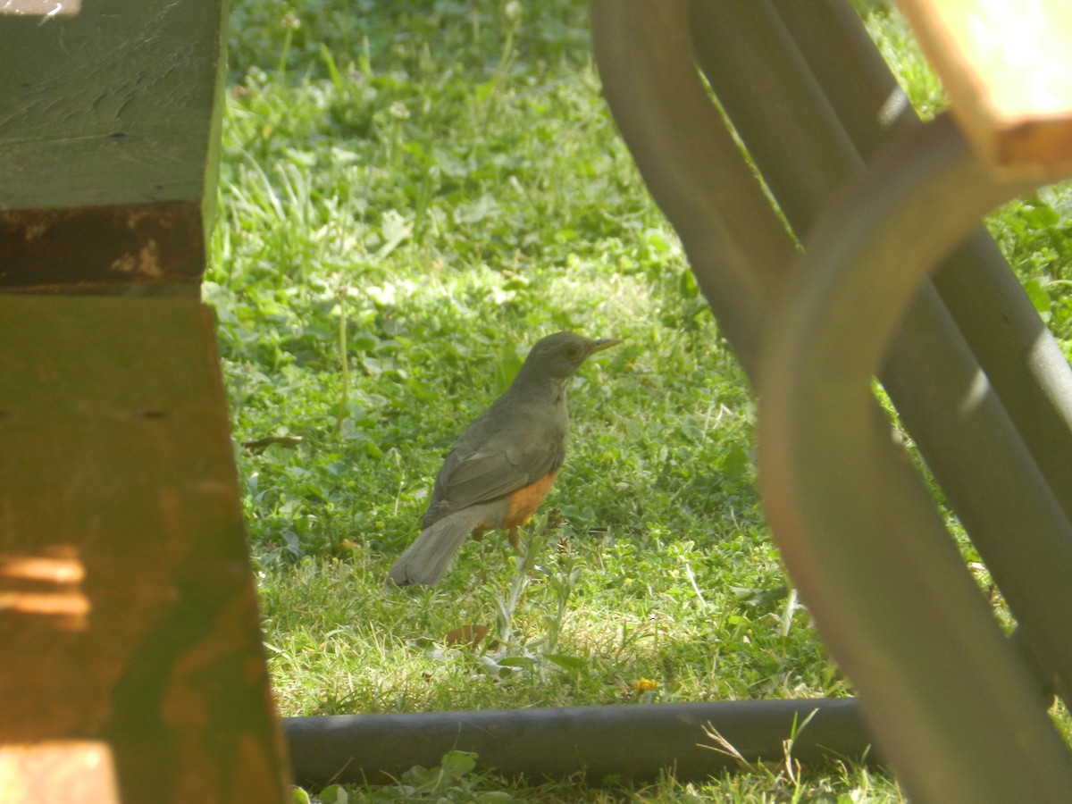 Rufous-bellied Thrush - Matias Gonzalez