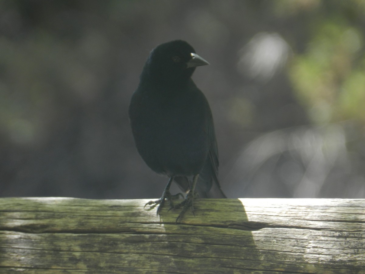 Screaming Cowbird - Matias Gonzalez