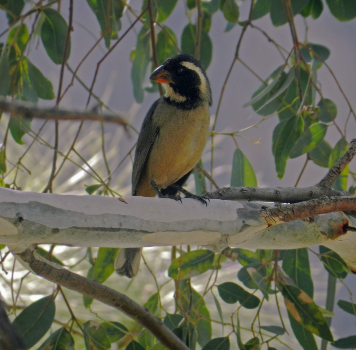 Golden-billed Saltator - Matias Gonzalez