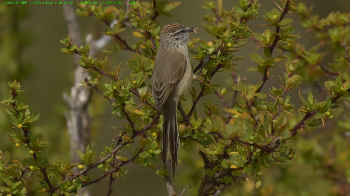 Plain-mantled Tit-Spinetail - ML271228161