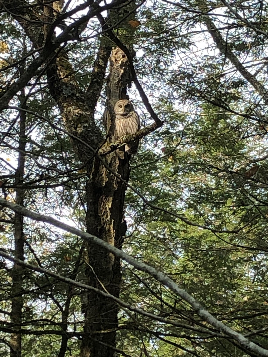 Barred Owl - ML271228711