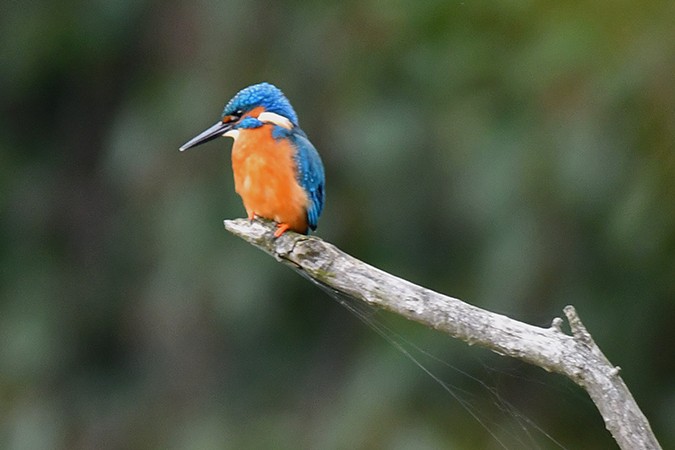 Common Kingfisher - ML271231511