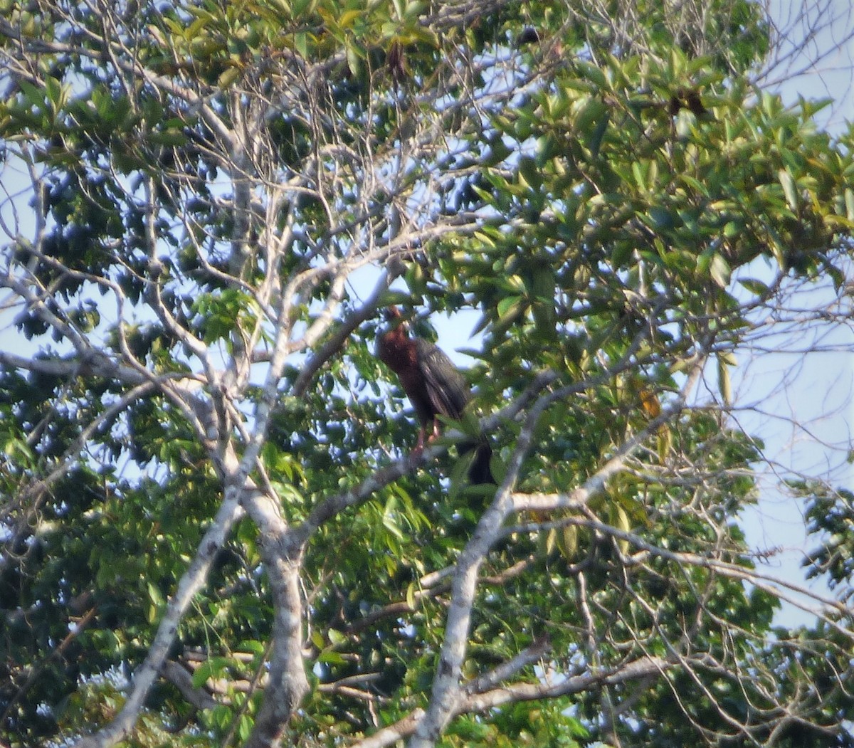 White-crested Guan - ML271231981