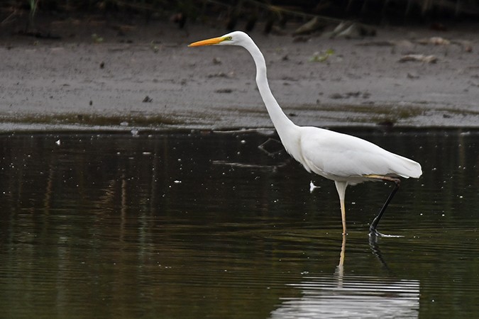 Great Egret - ML271232261