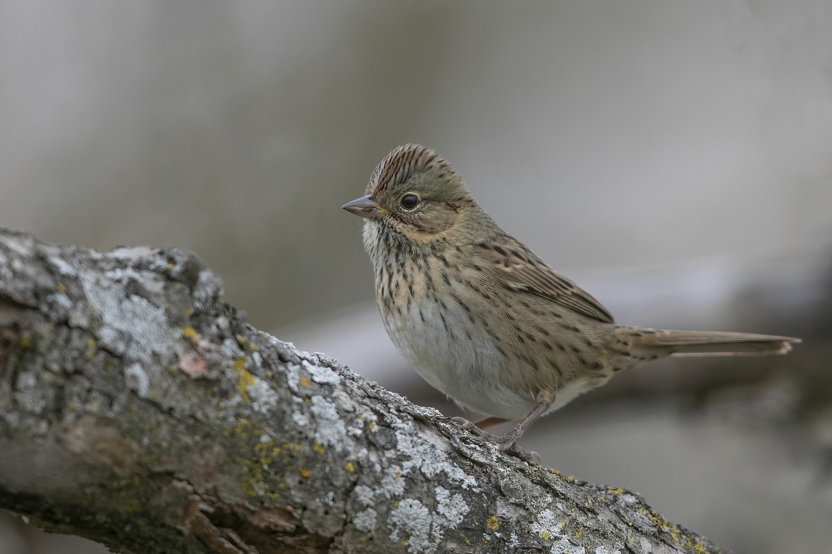 Lincoln's Sparrow - ML271234861