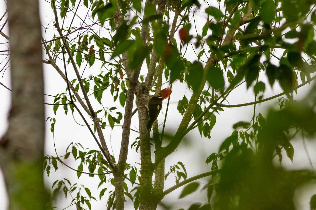 Helmeted Woodpecker - ML271234961