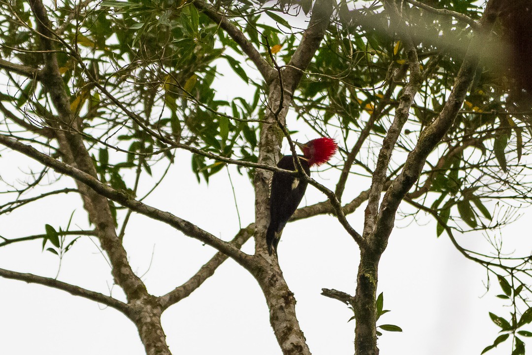 Helmeted Woodpecker - ML271234971