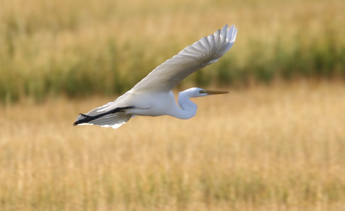 Great Egret - ML271235431