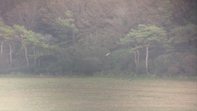 Bearded Vulture - ML271238111