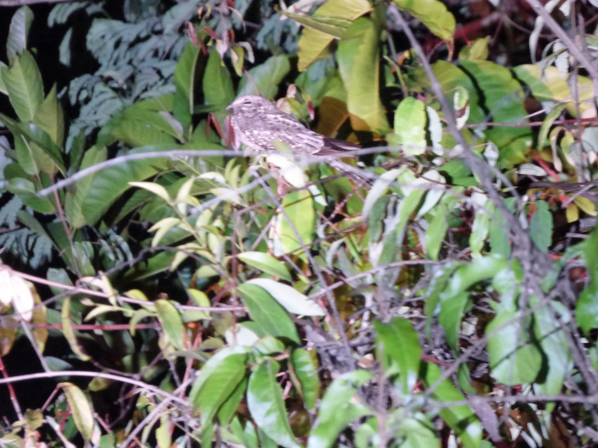 Ladder-tailed Nightjar - Bill Crins