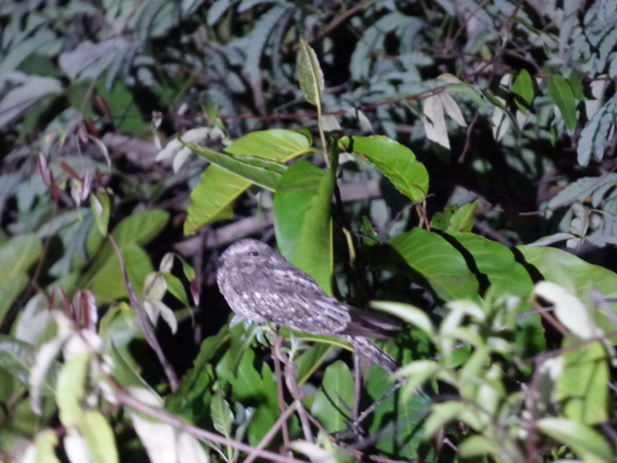 Ladder-tailed Nightjar - ML271238801