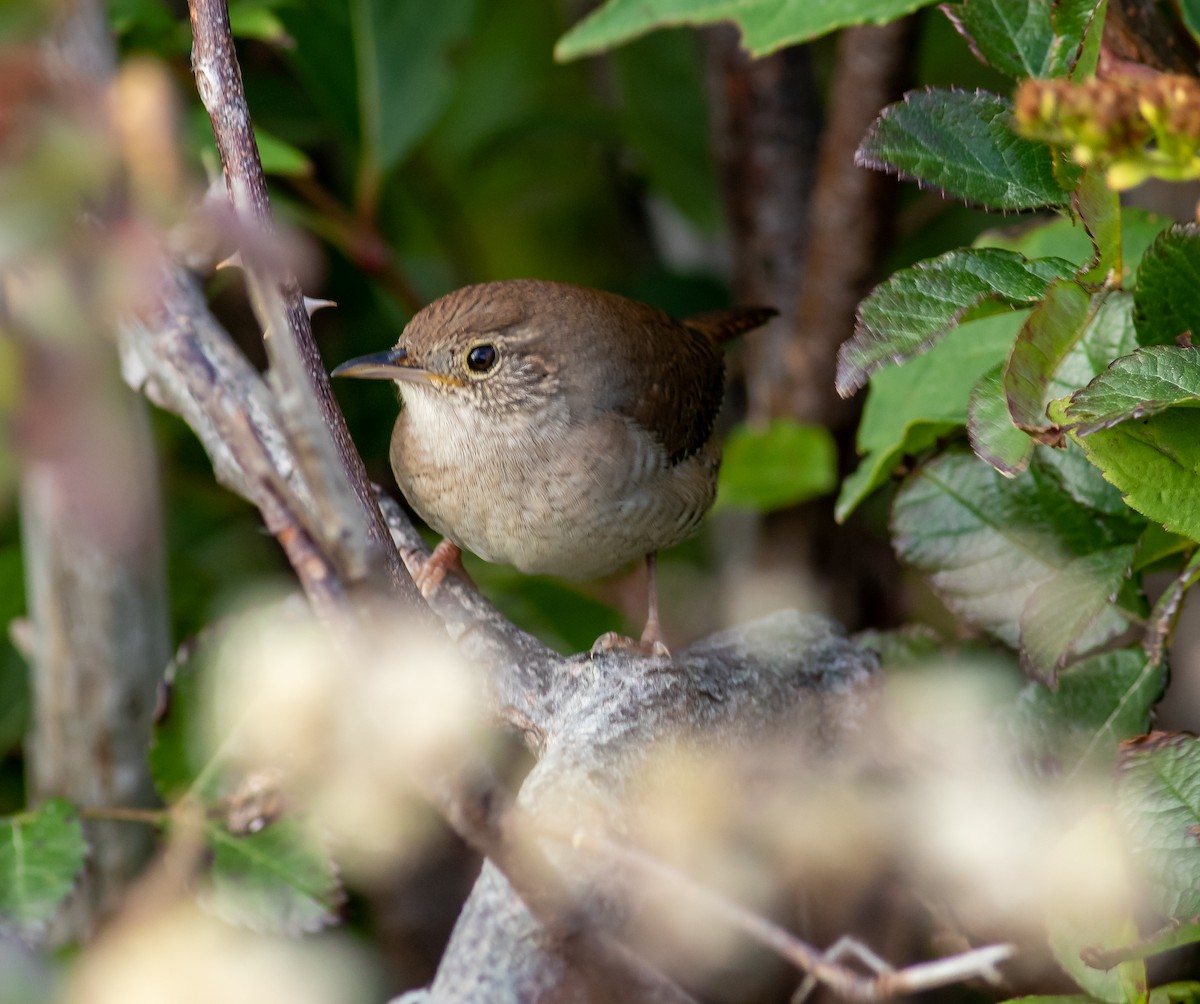 House Wren - ML271239851