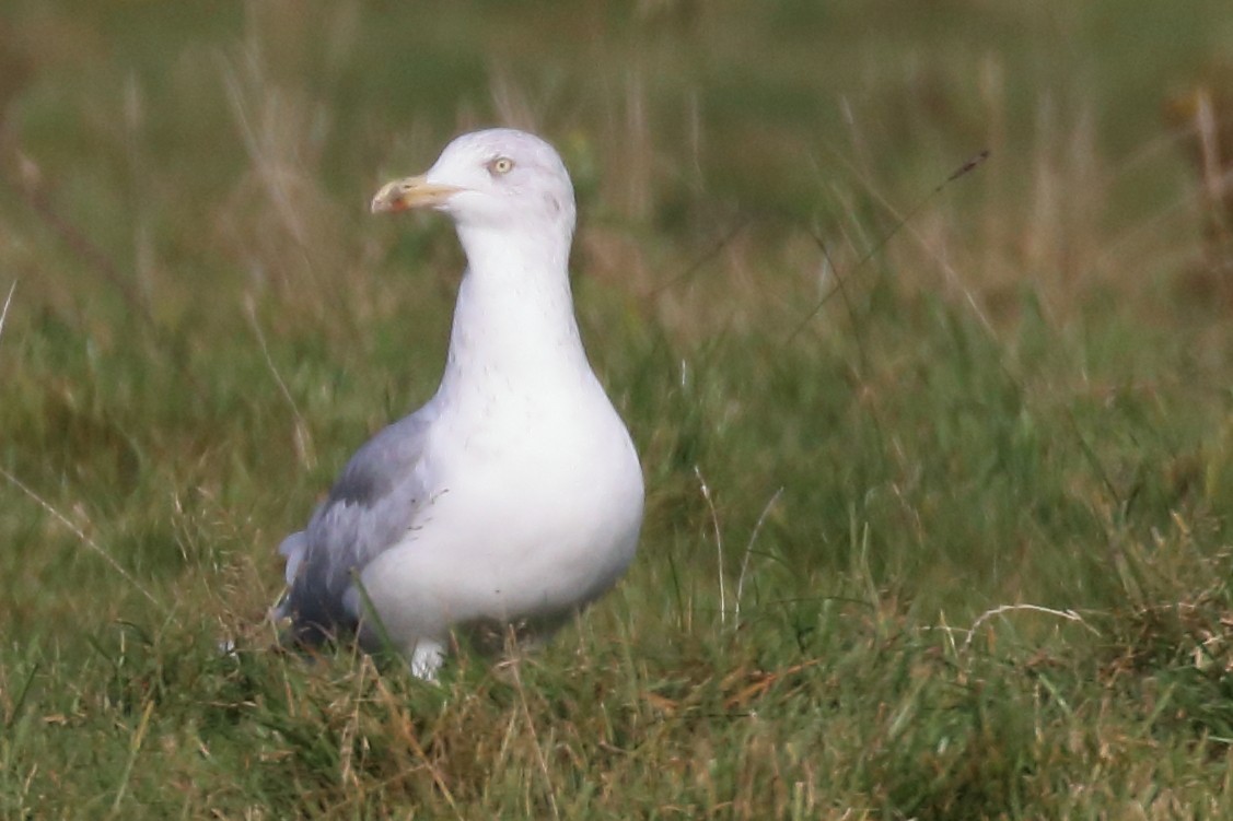 Gaviota Argéntea - ML271239861