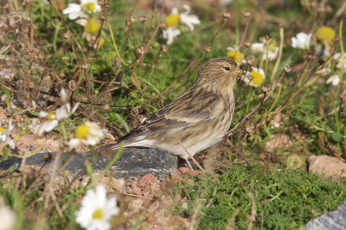 Twite - Thomas Doebel