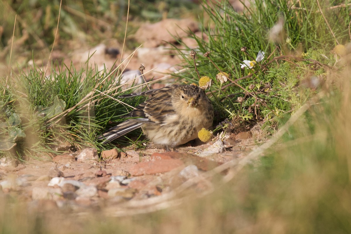 Twite - Thomas Doebel