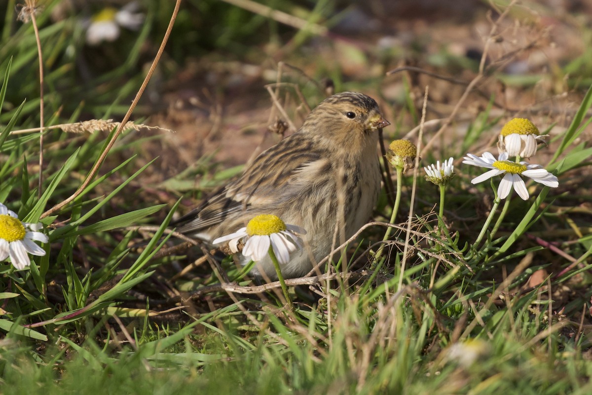 Twite - Thomas Doebel