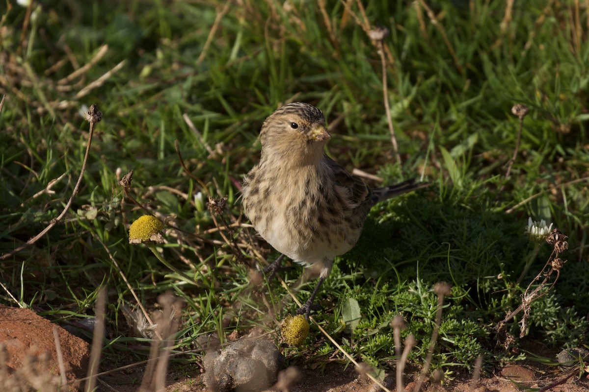 Twite - Thomas Doebel