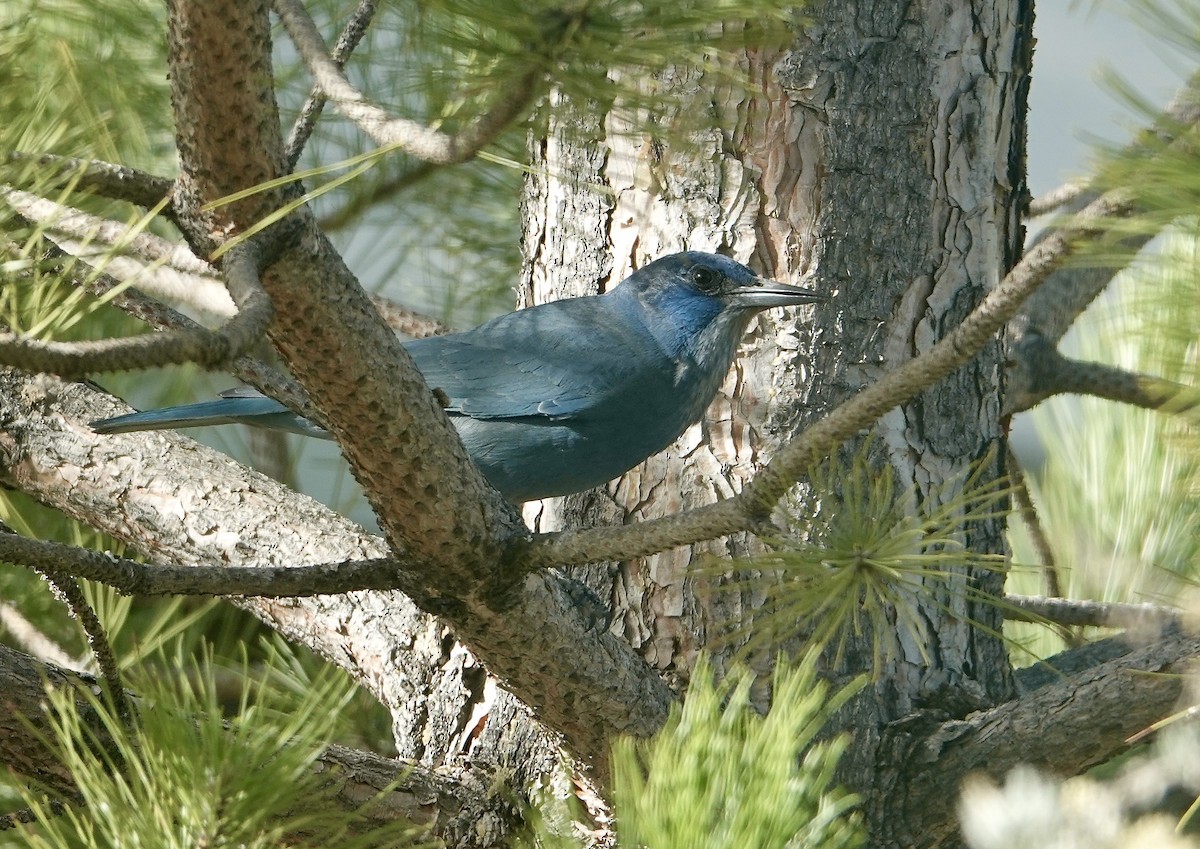 Pinyon Jay - ML271241011