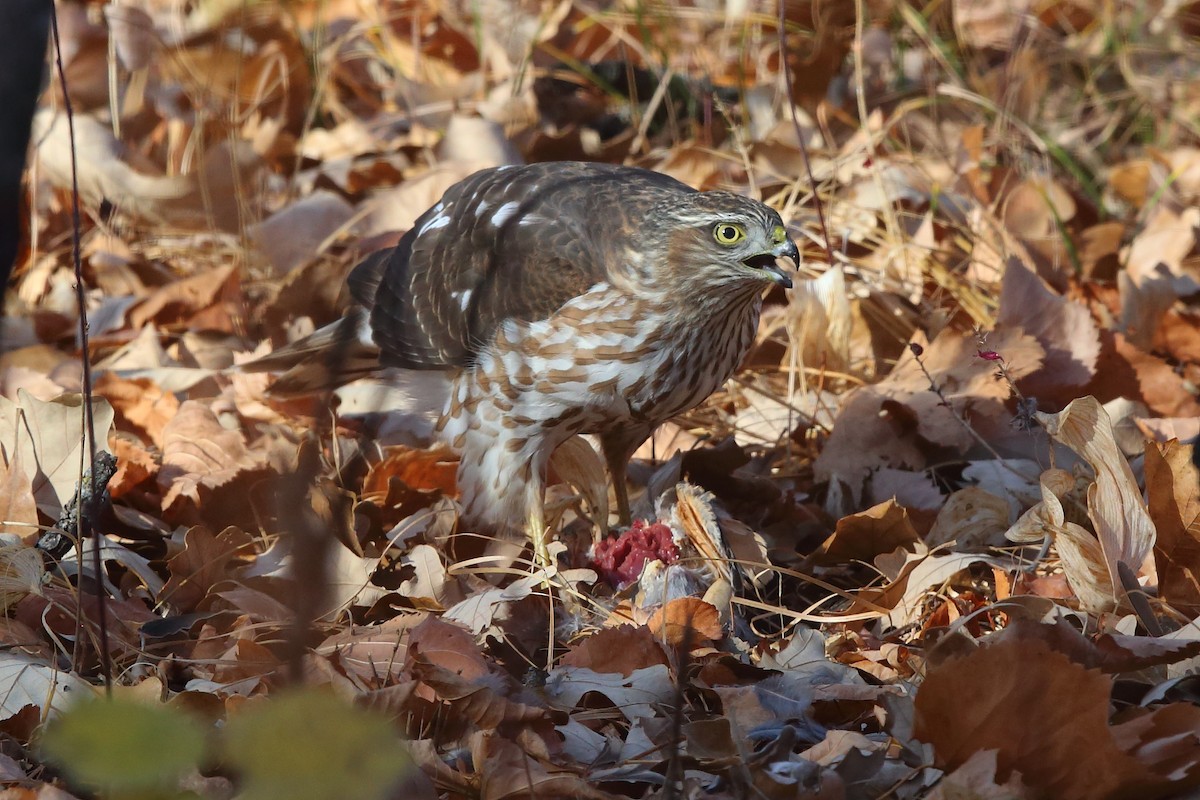 Sharp-shinned Hawk - Bob Shettler