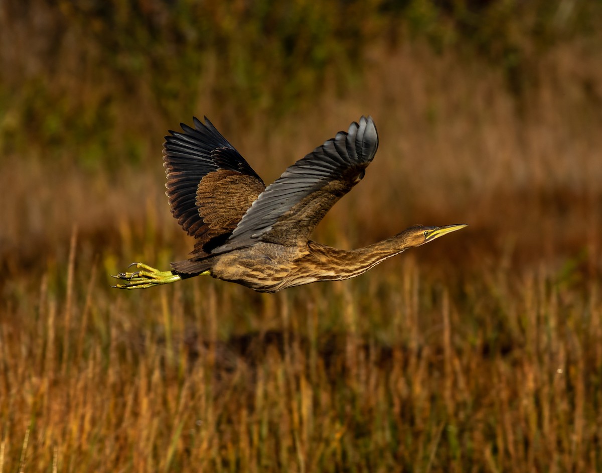 American Bittern - ML271241731