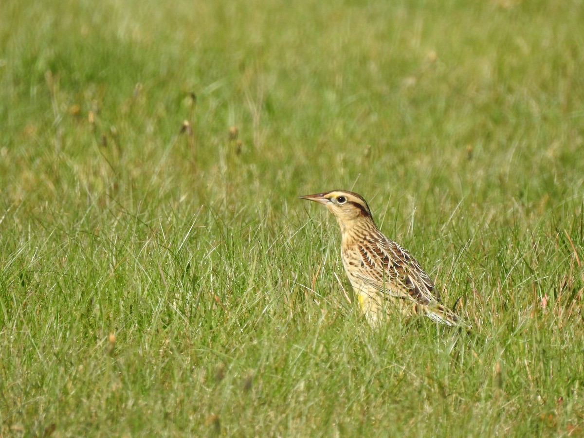 Eastern Meadowlark - ML271242751