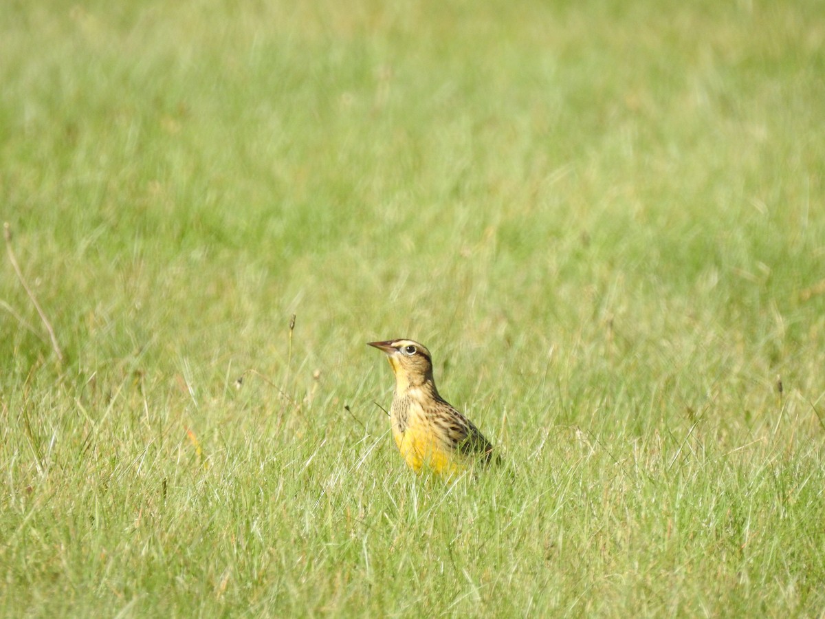 Eastern Meadowlark - ML271242761