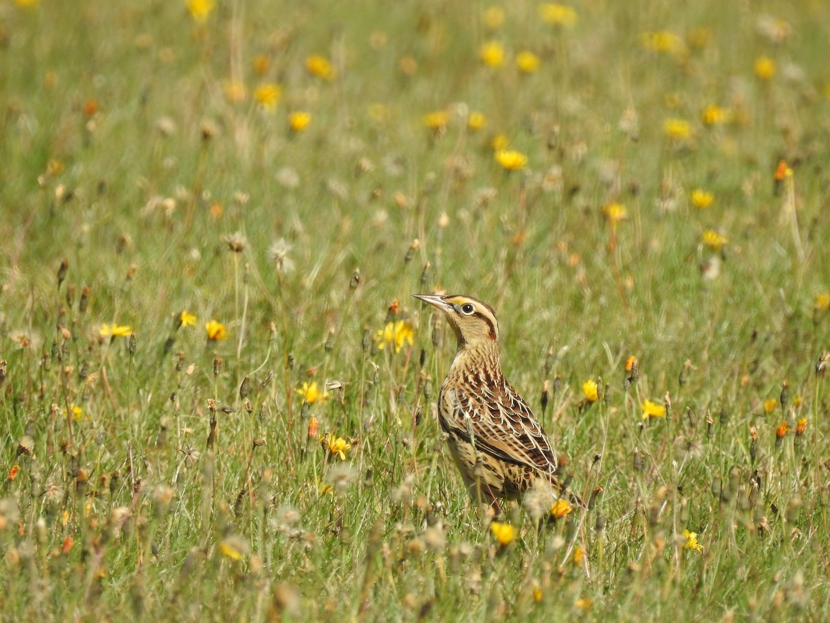 Eastern Meadowlark - ML271242771