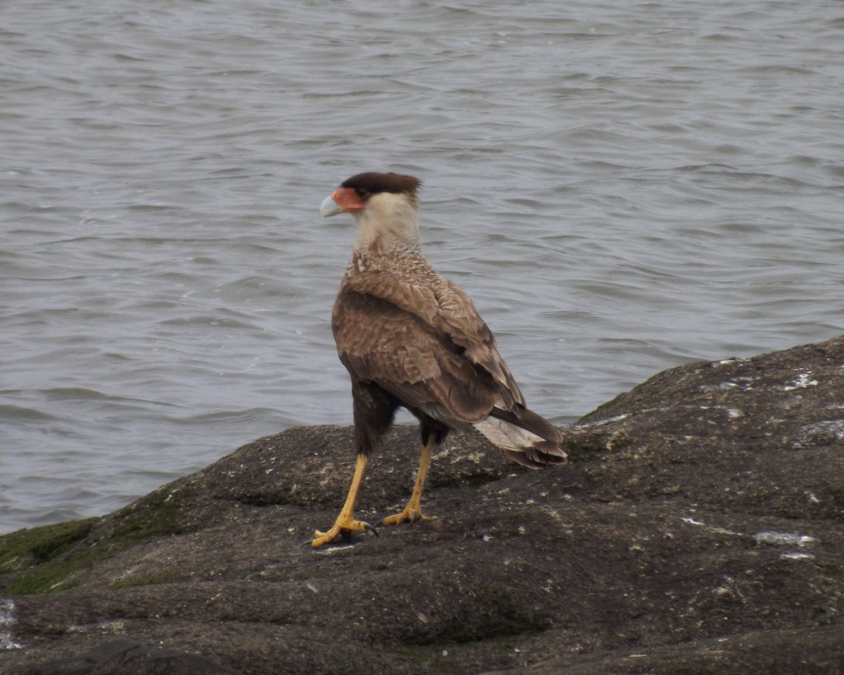 Crested Caracara (Southern) - ML271243321