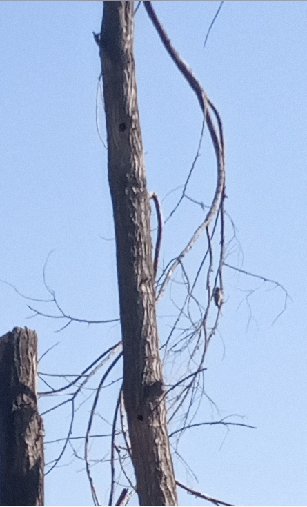 Striped Woodpecker - ML271243771