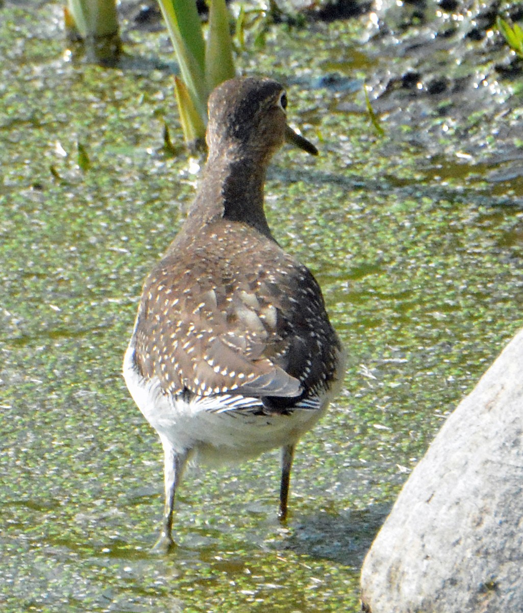 Solitary Sandpiper - Michael J Good