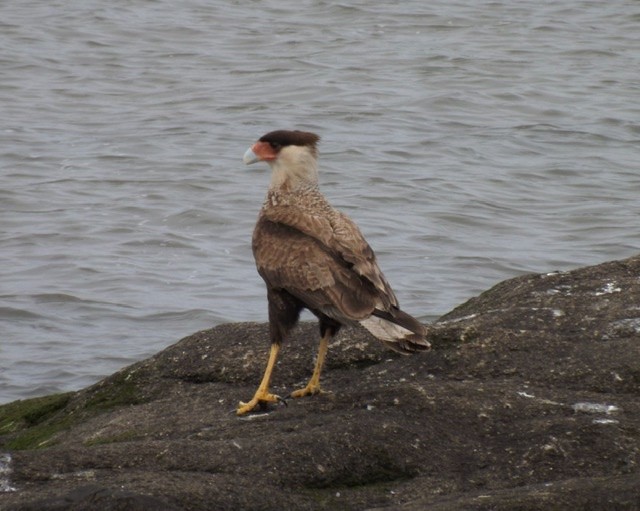 Crested Caracara (Southern) - ML271244631