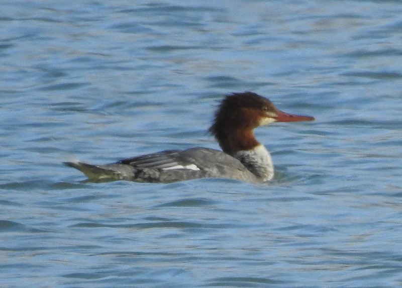 Common Merganser - ML271245101