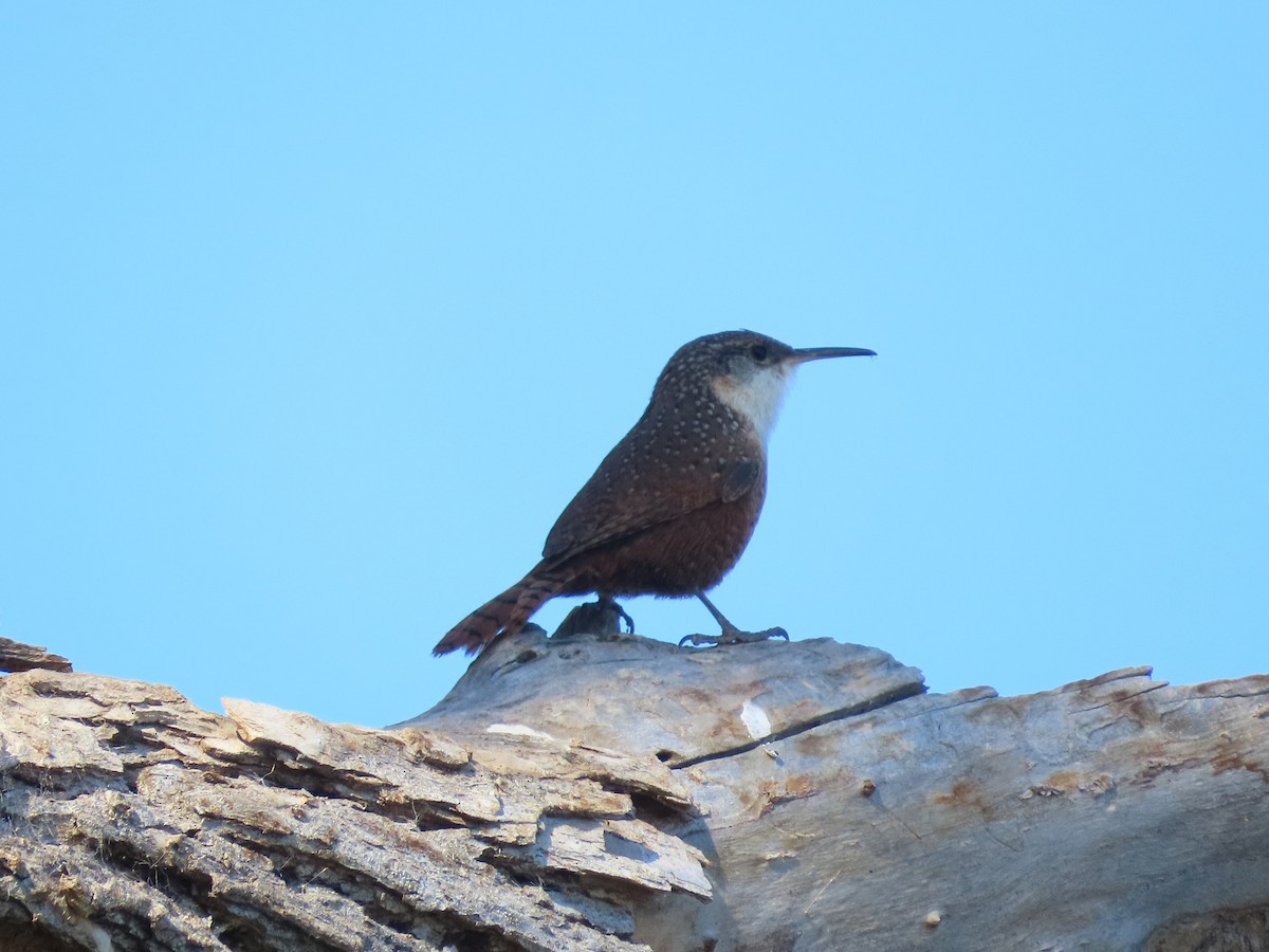 Canyon Wren - ML271246941