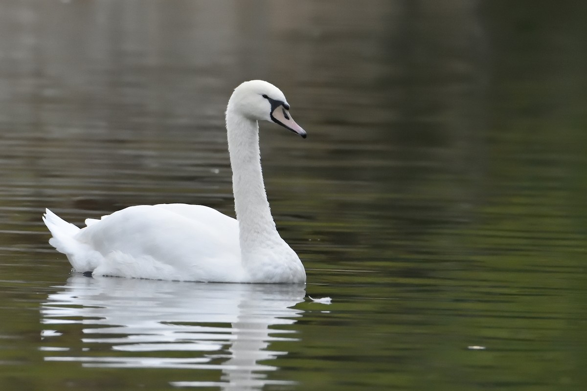 Mute Swan - ML271249071