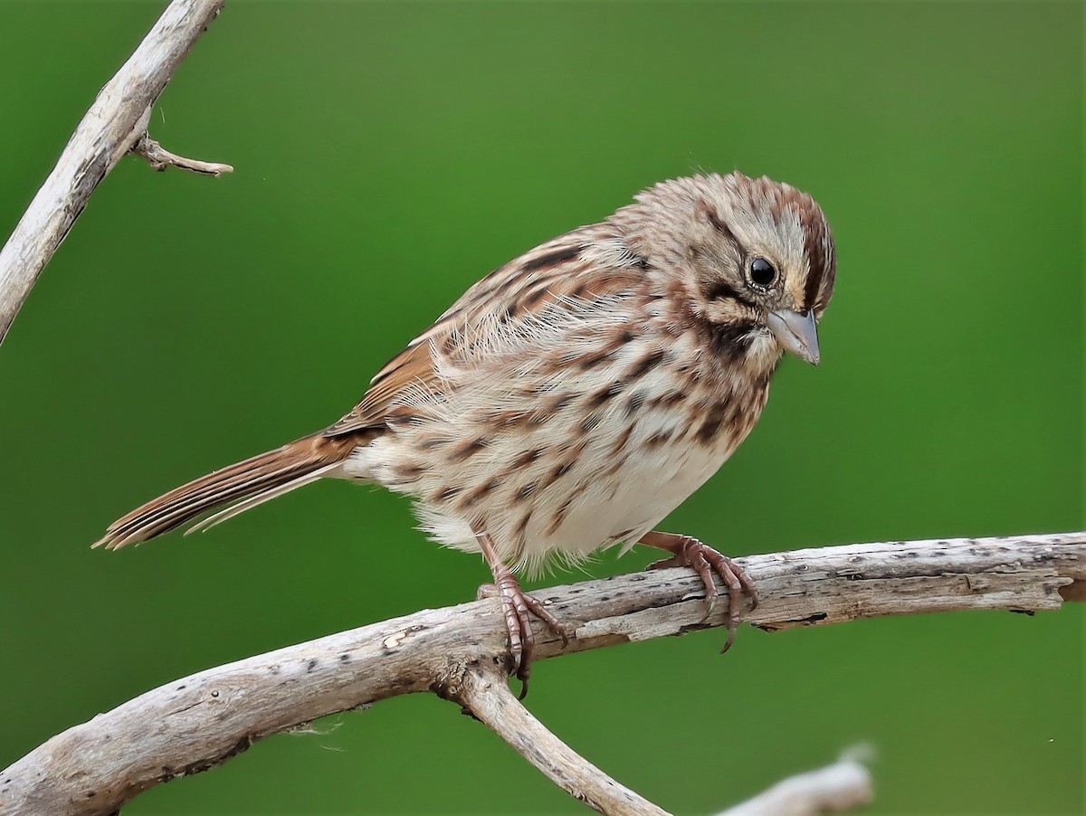 Song Sparrow - Yves Scholten